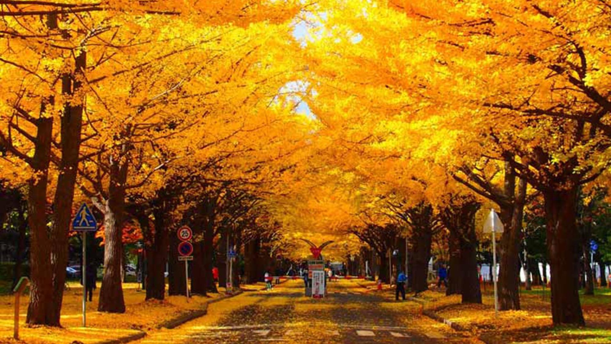 Toyoko Inn Hokkaido Sapporo-eki Nishi-guchi Hokudai Mae Eksteriør billede